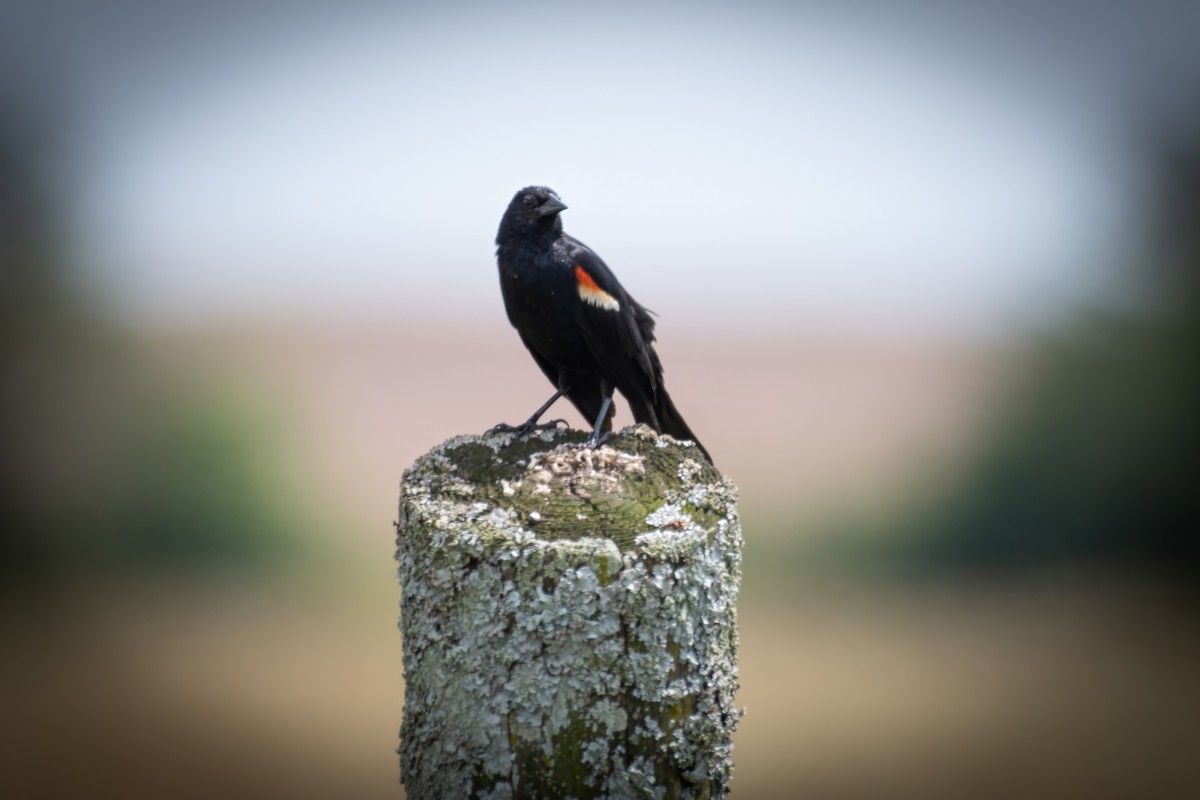 Red-winged Blackbird - ML620376580