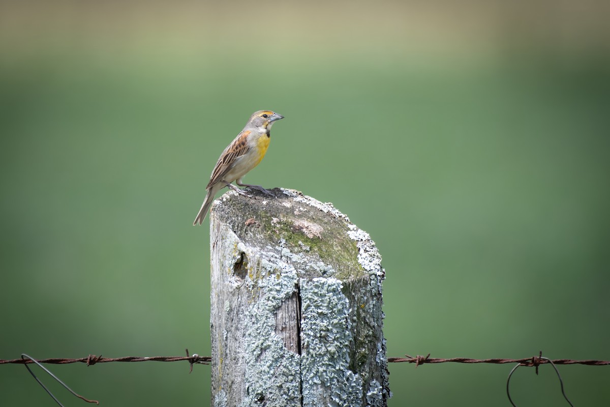 Dickcissel d'Amérique - ML620376583