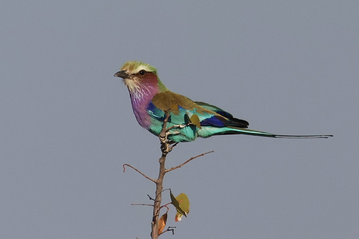 Lilac-breasted Roller - ML620376585
