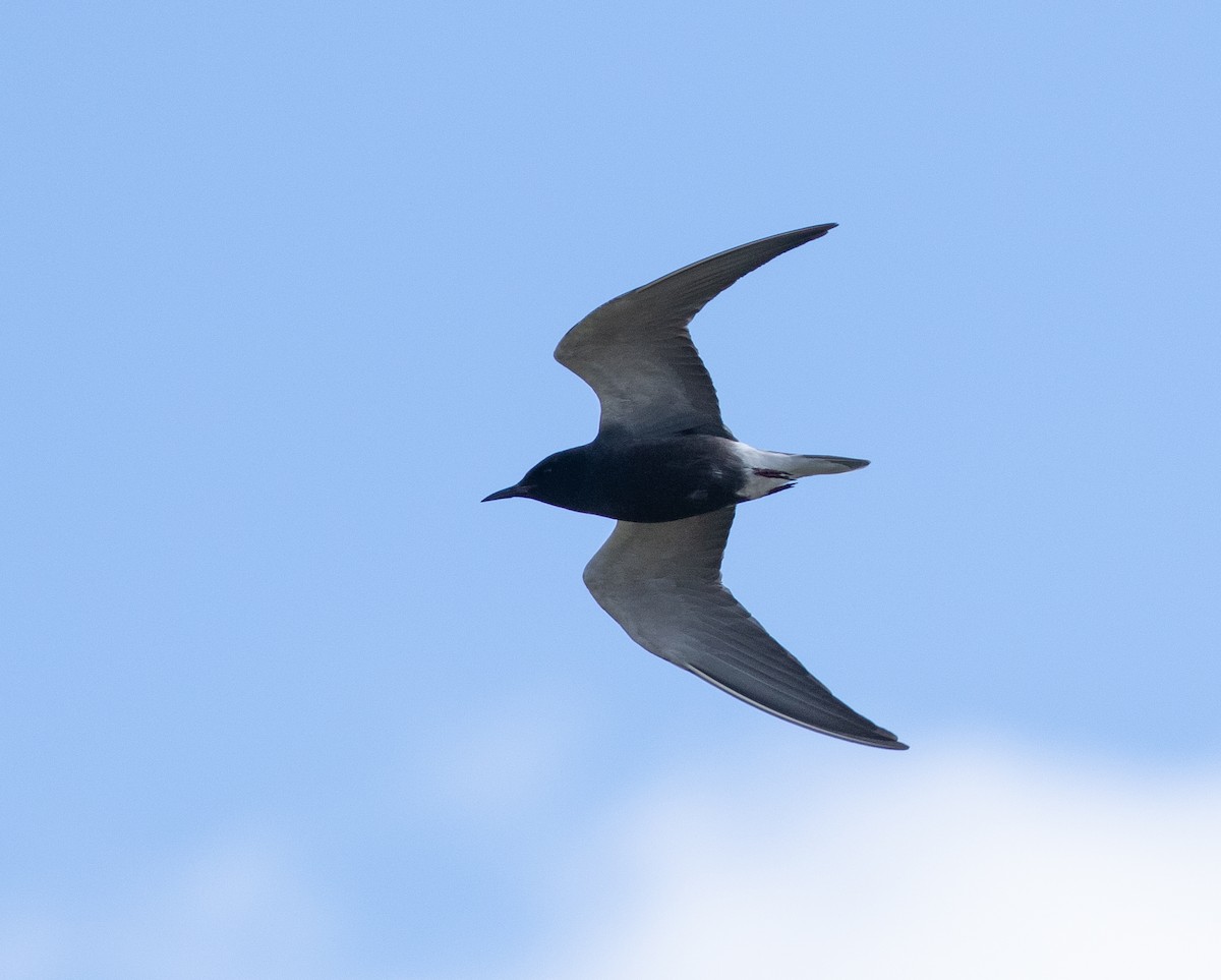Black Tern (American) - ML620376586