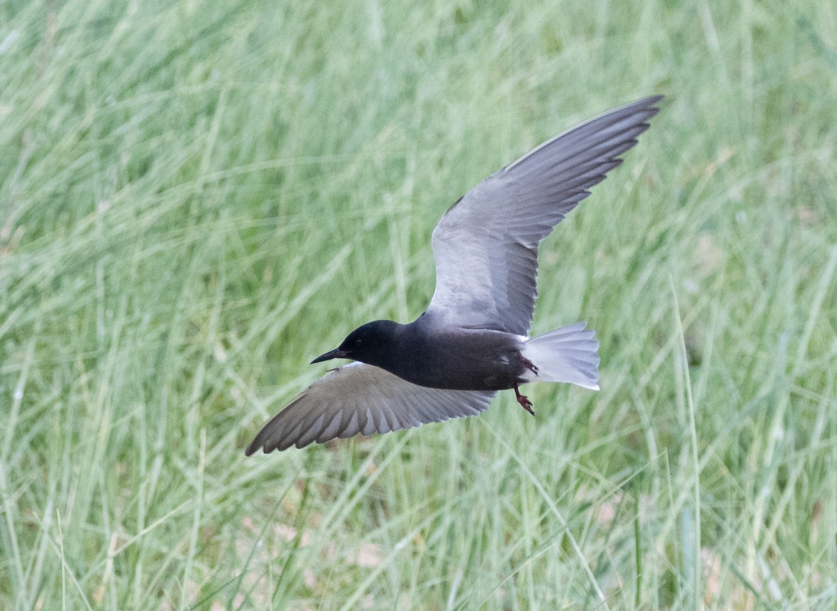 Black Tern (American) - ML620376587