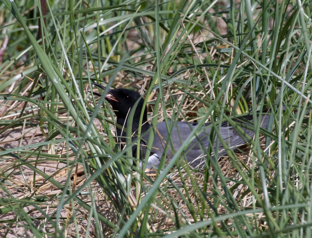 Black Tern (American) - ML620376588