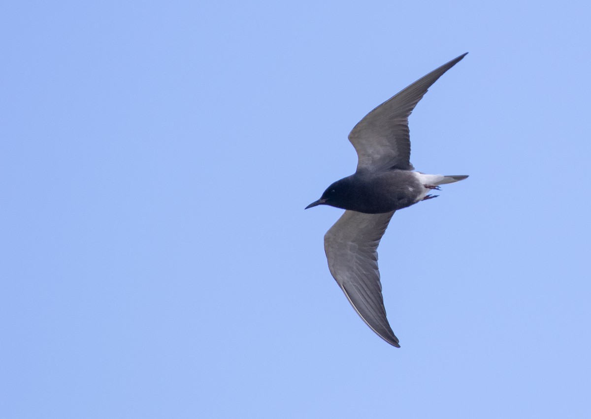 Black Tern (American) - ML620376591