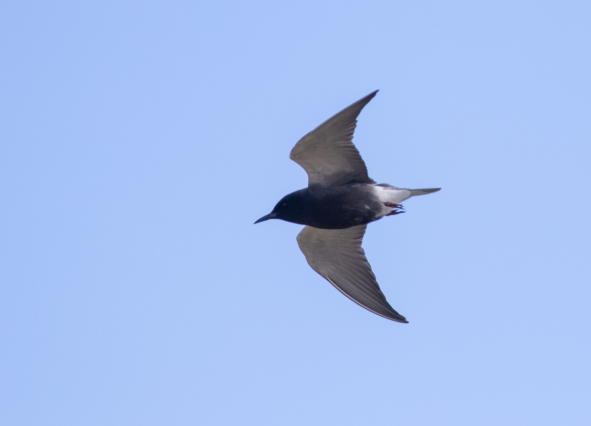 Black Tern (American) - ML620376592