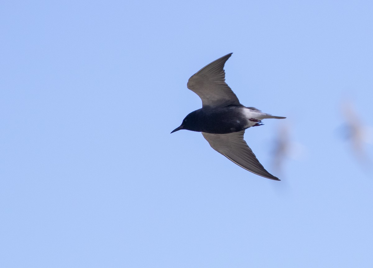 Black Tern (American) - ML620376593