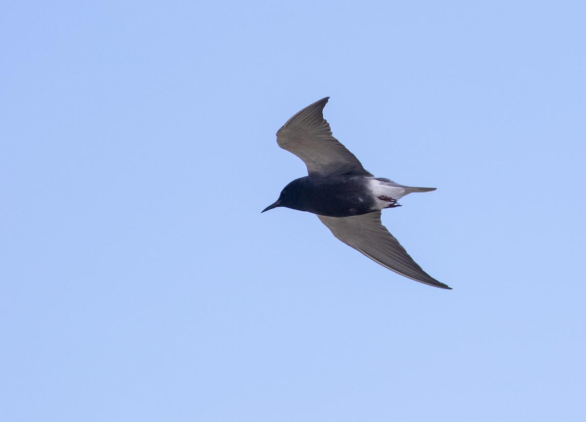 Black Tern (American) - ML620376594