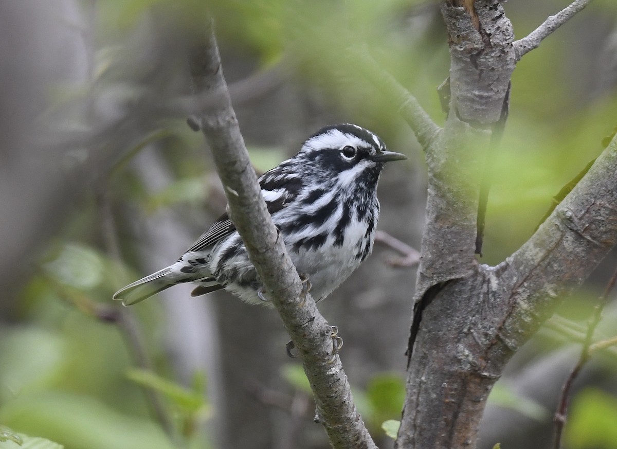 Black-and-white Warbler - ML620376601