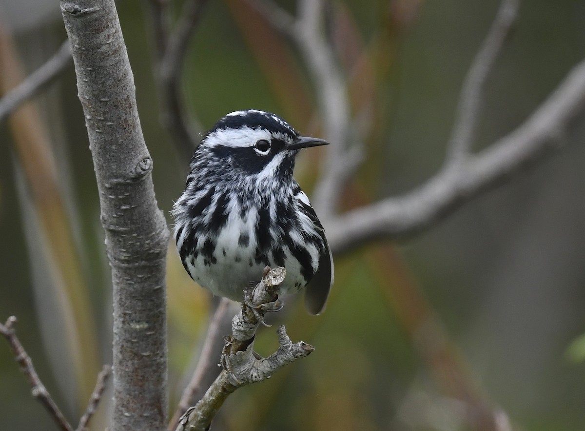 Black-and-white Warbler - ML620376602