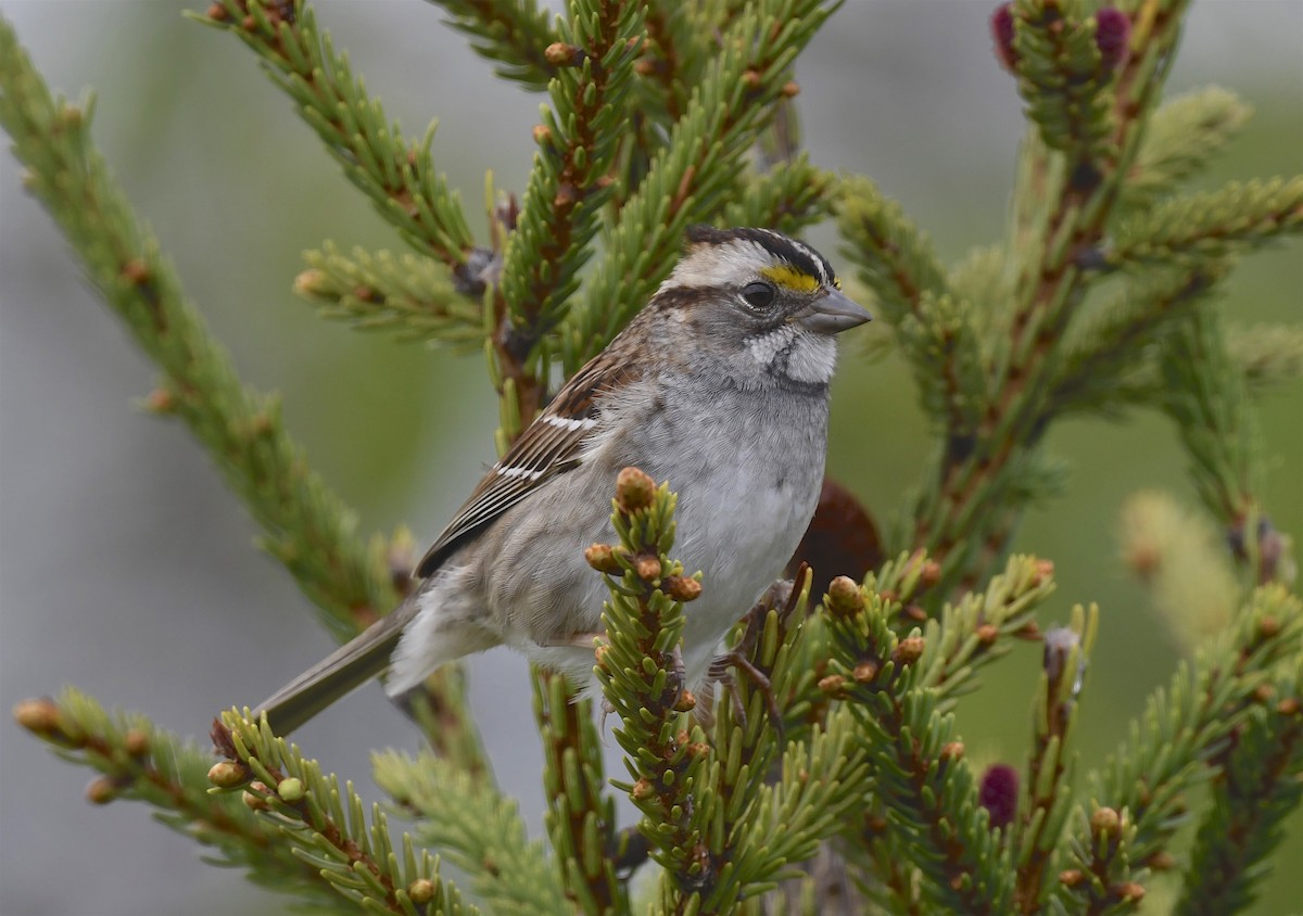 White-throated Sparrow - ML620376615