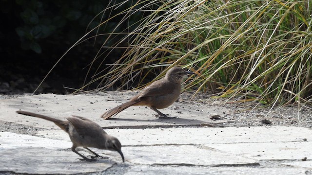 California Thrasher - ML620376619