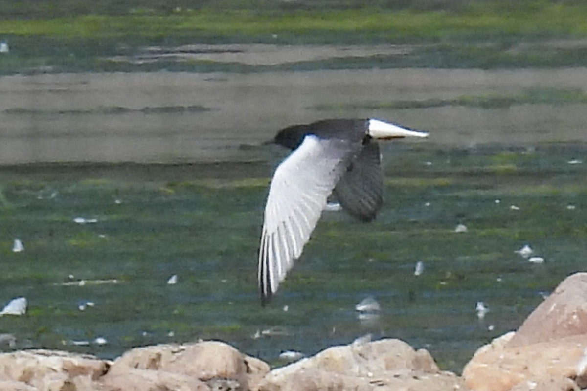 White-winged Tern - Wolfgang Henkes