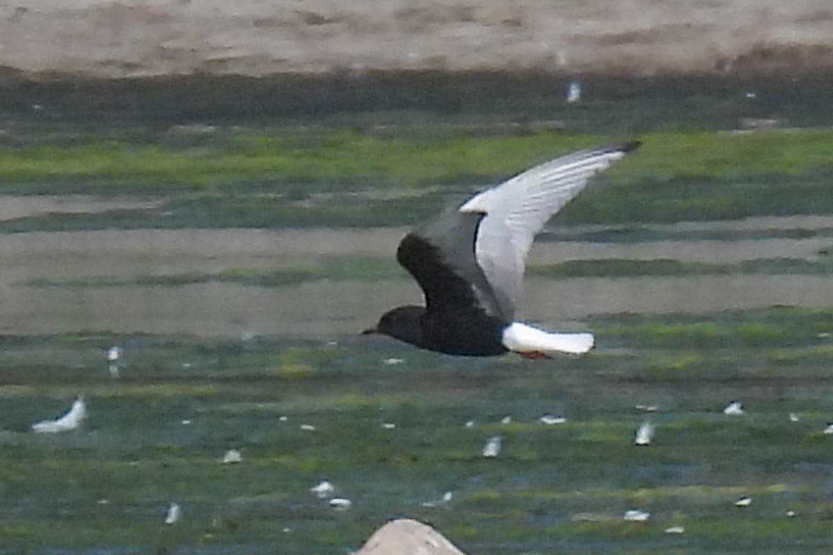 White-winged Tern - ML620376625