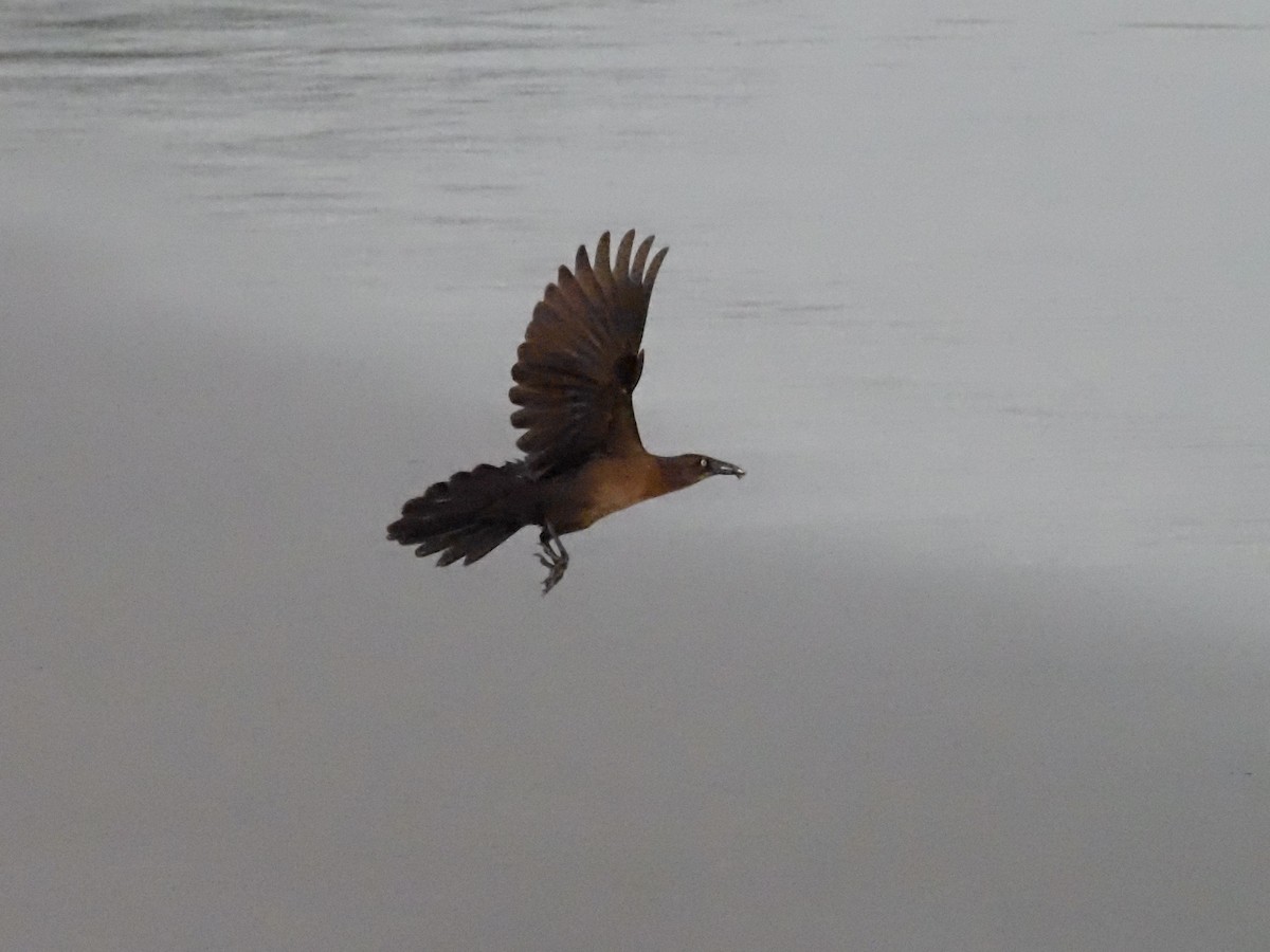 Great-tailed Grackle - ML620376628