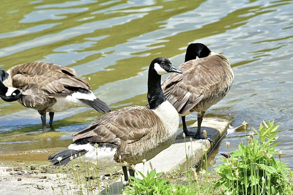 Canada Goose - ML620376632