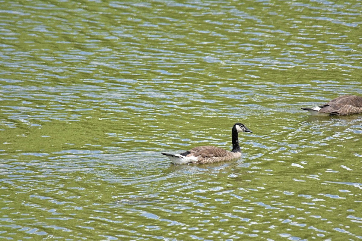 Canada Goose - ML620376633