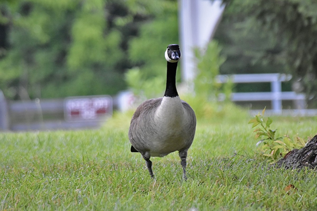 Canada Goose - ML620376634