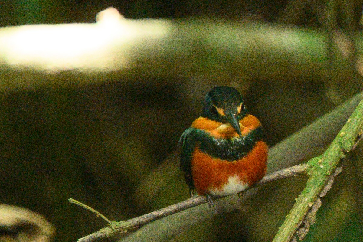 American Pygmy Kingfisher - ML620376647