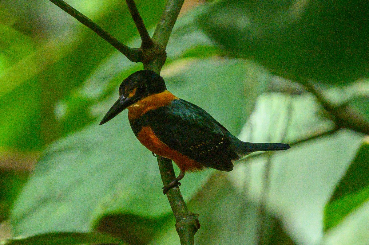 American Pygmy Kingfisher - ML620376649