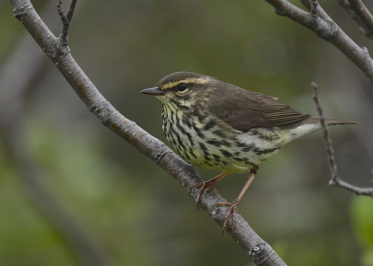 Northern Waterthrush - ML620376654