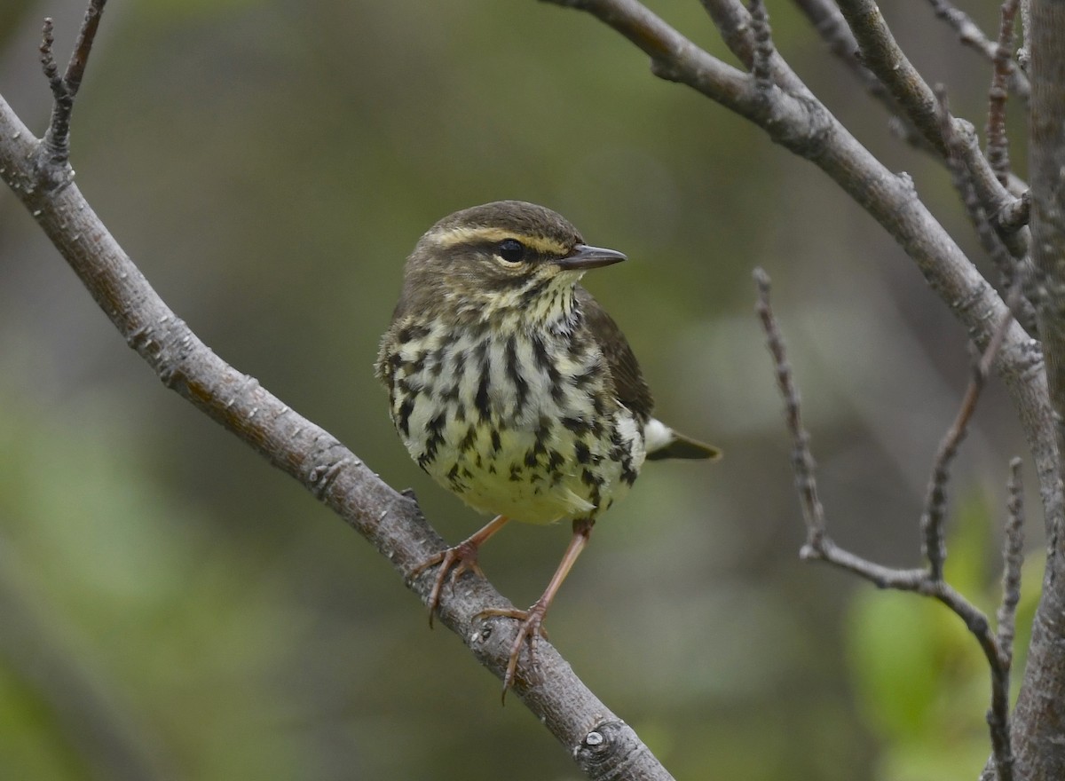 Northern Waterthrush - ML620376655