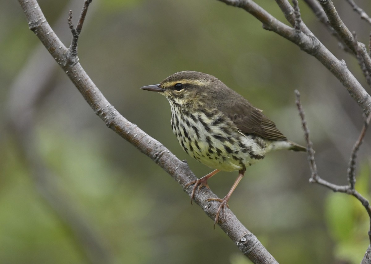 Northern Waterthrush - ML620376657