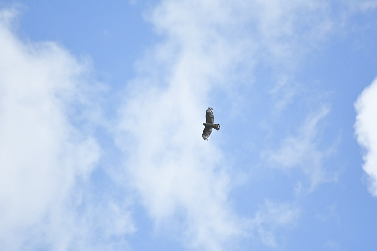 Red-shouldered Hawk - ML620376659