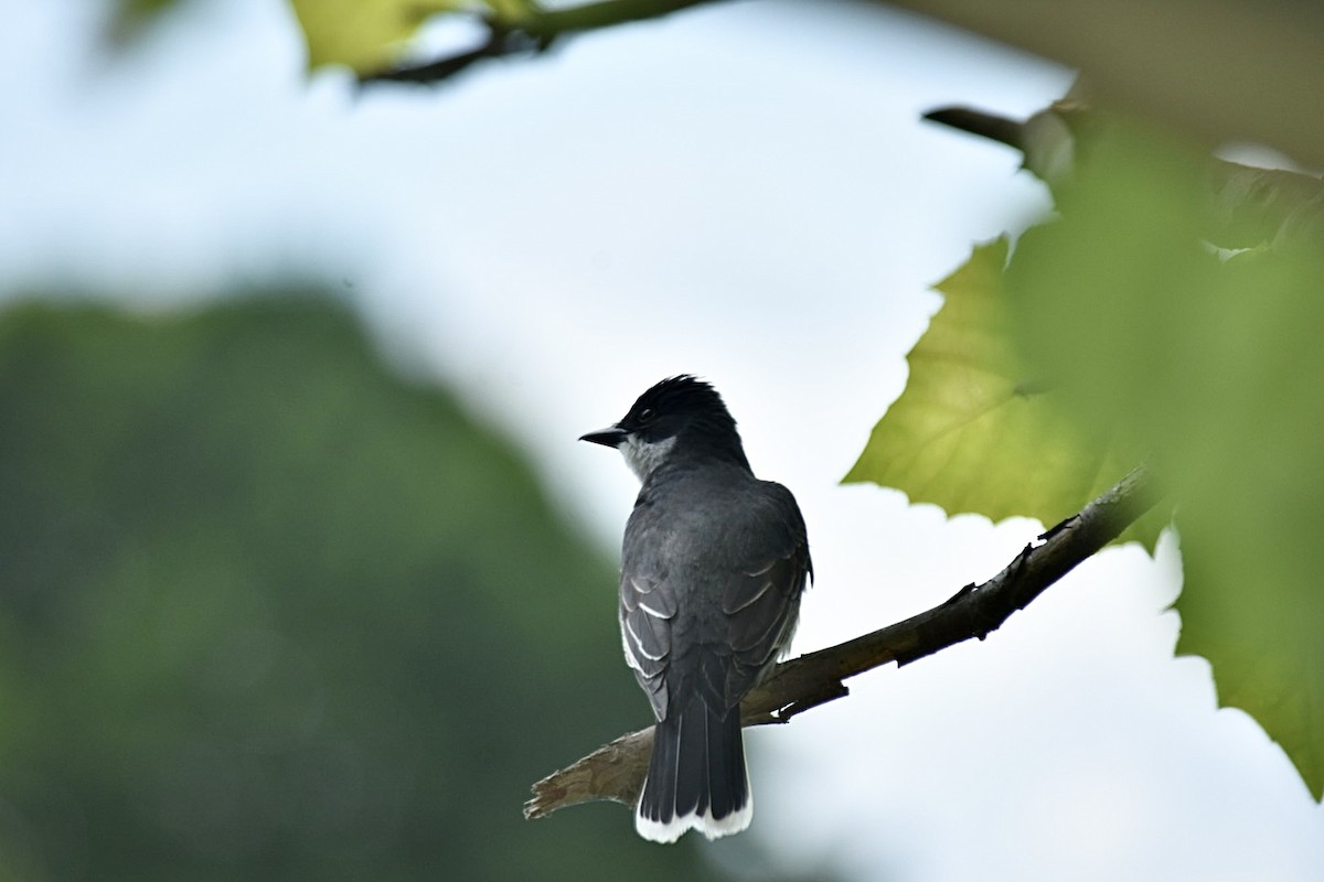 Eastern Kingbird - ML620376674