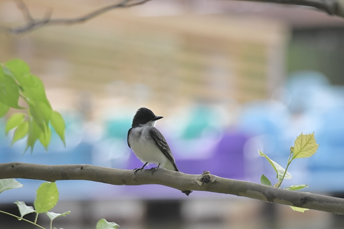 Eastern Kingbird - ML620376675