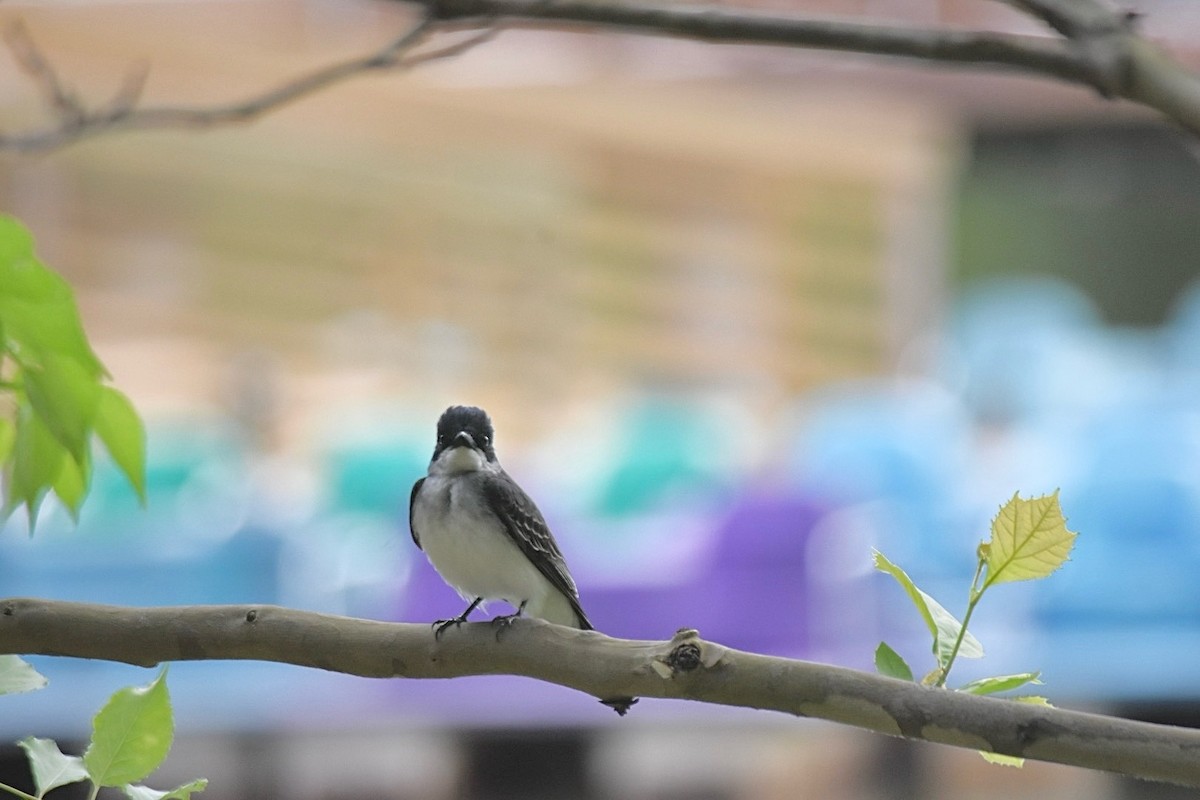 Eastern Kingbird - ML620376676