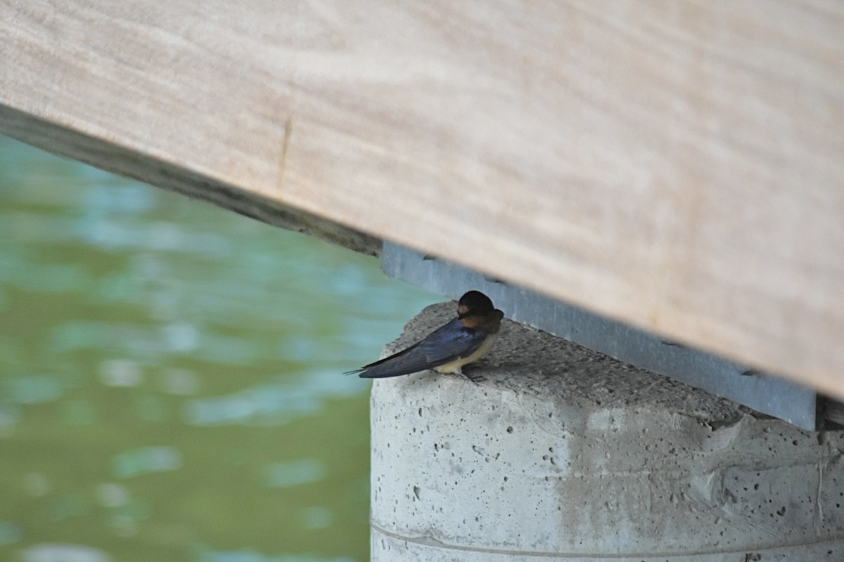 Barn Swallow - ML620376688