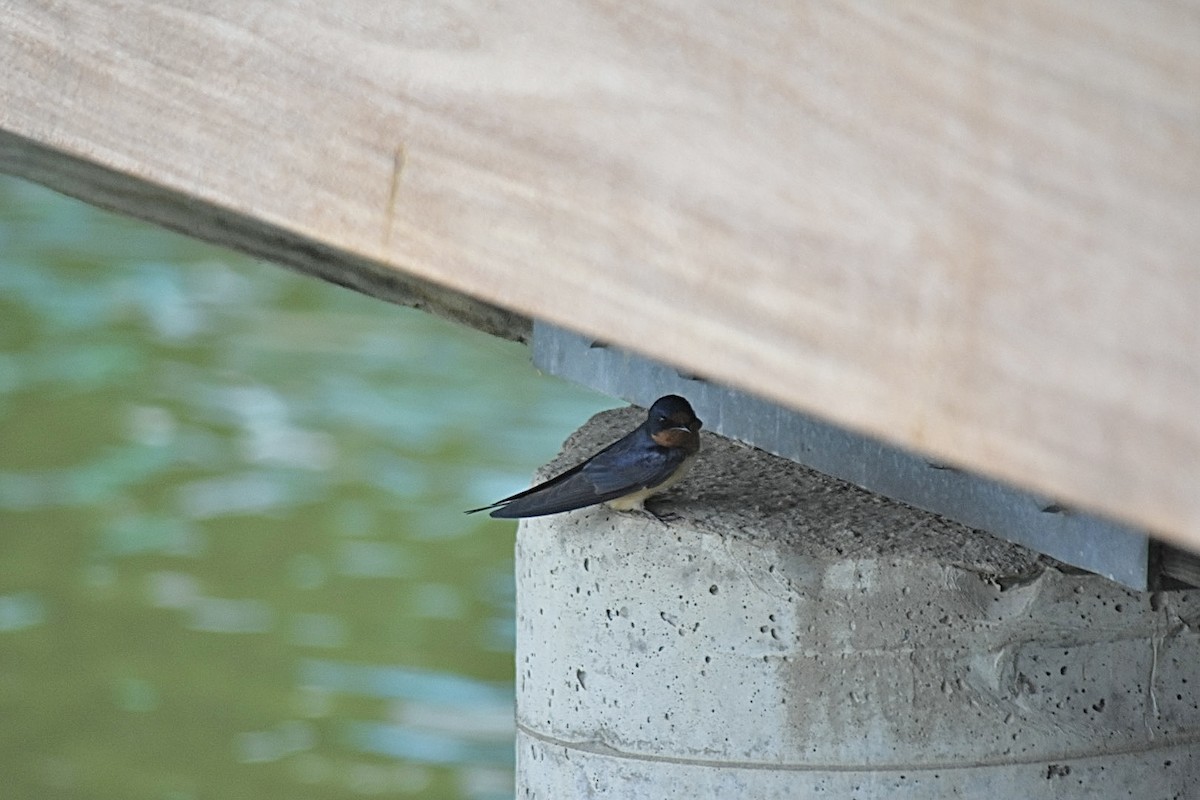 Barn Swallow - ML620376689