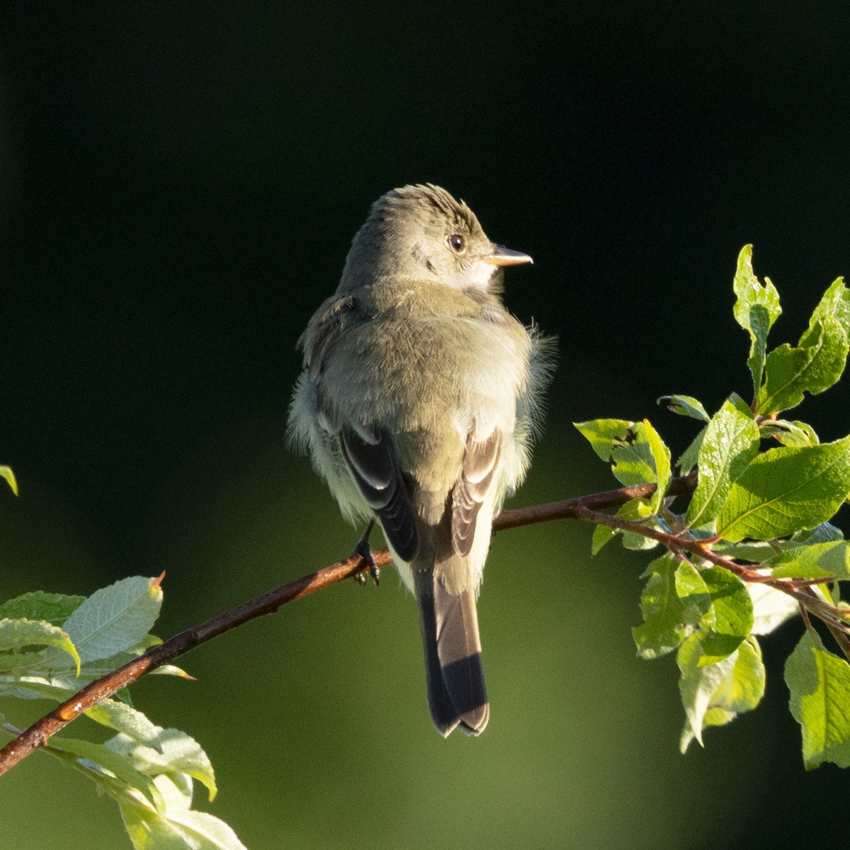 Willow Flycatcher - ML620376690