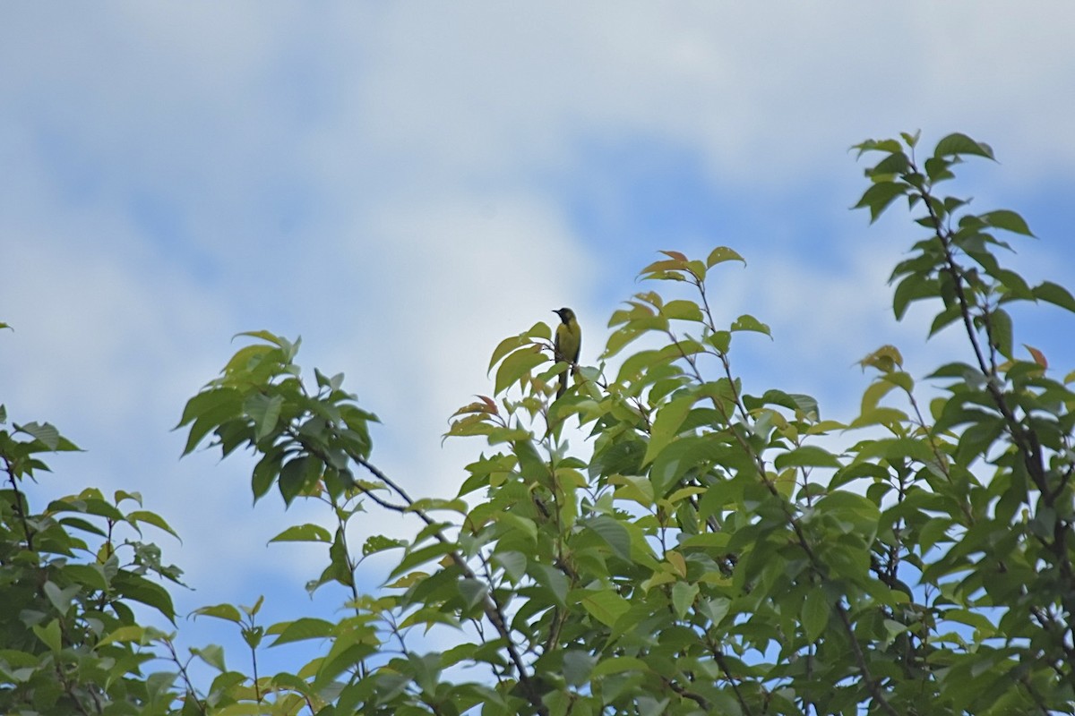 Orchard Oriole - ML620376692