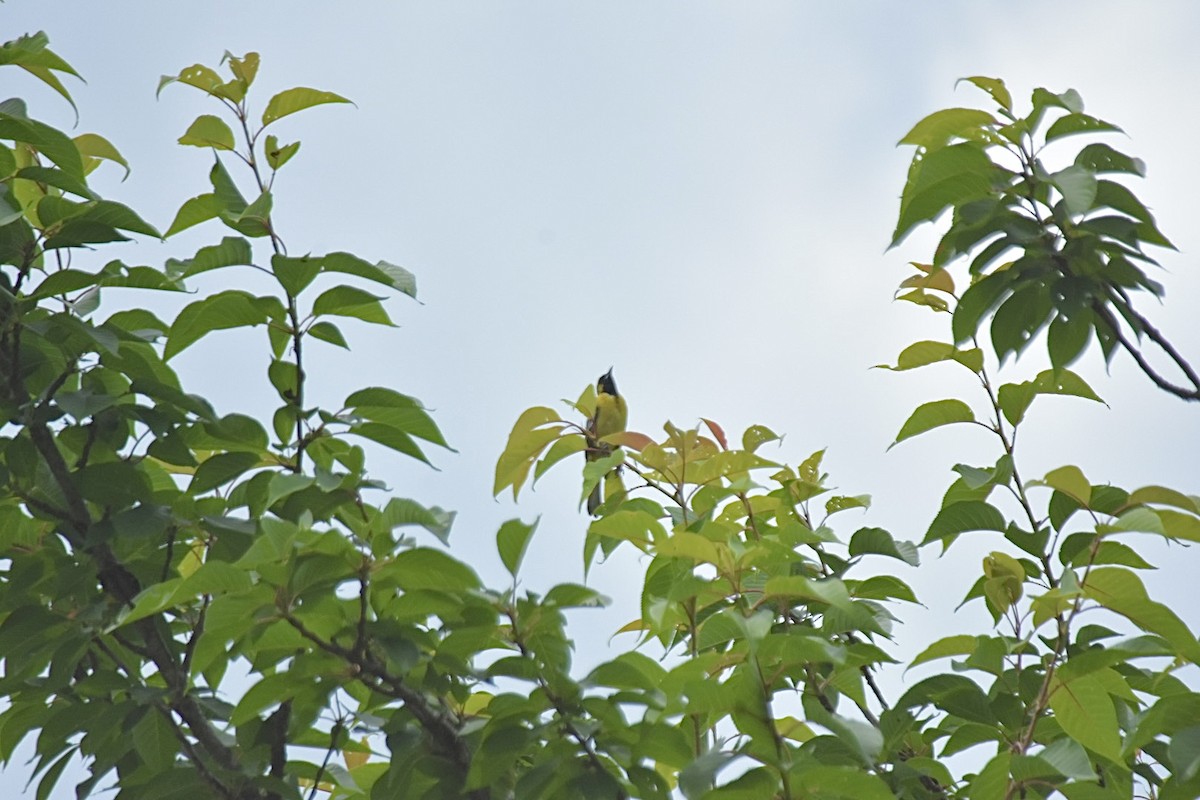 Orchard Oriole - ML620376693