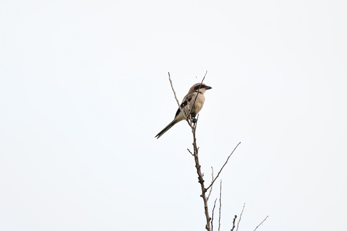 Loggerhead Shrike - ML620376696