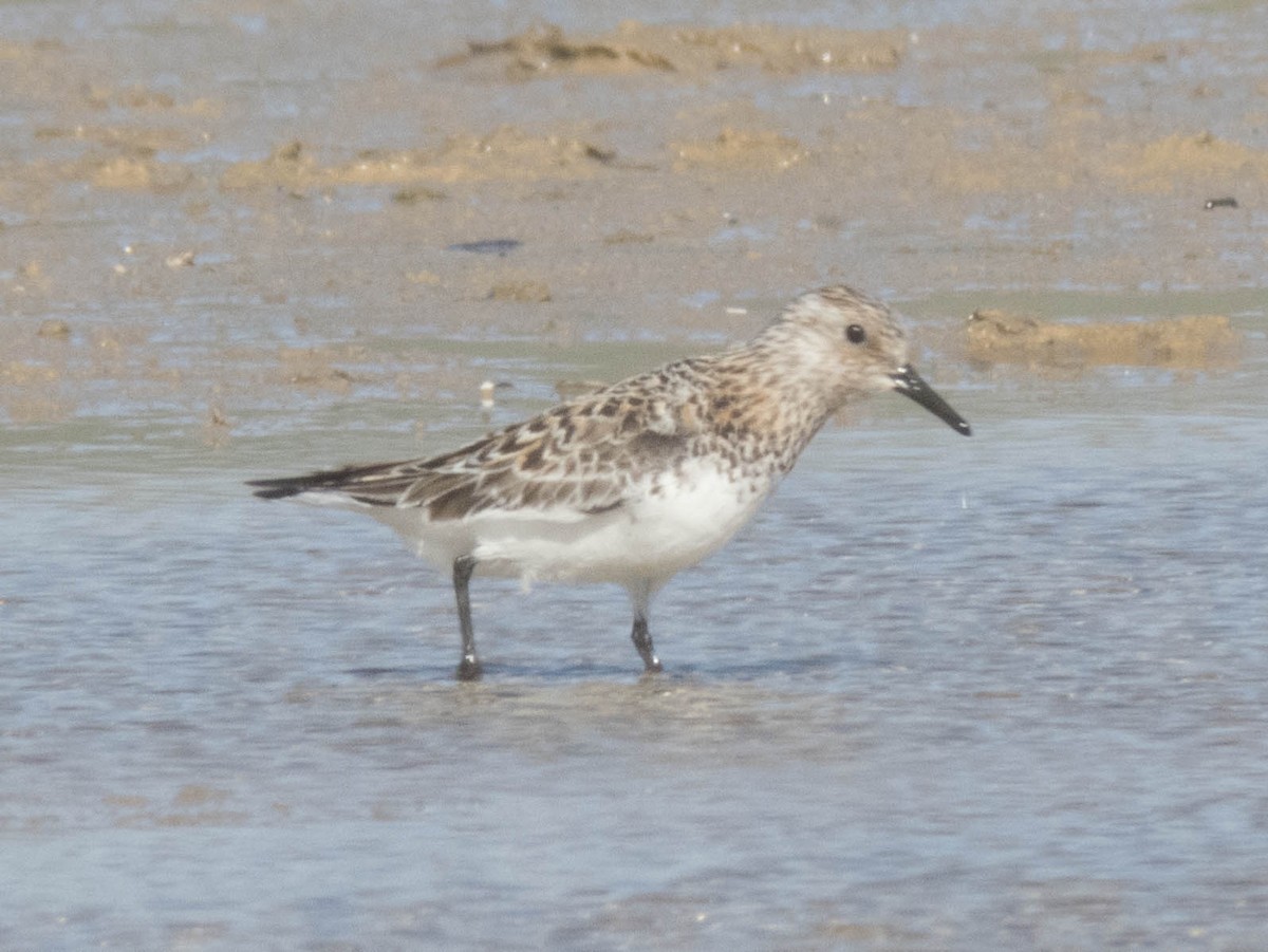 Bécasseau sanderling - ML620376703