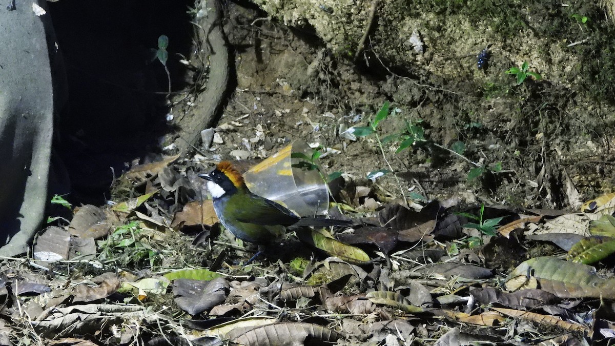 Chestnut-capped Brushfinch - ML620376704