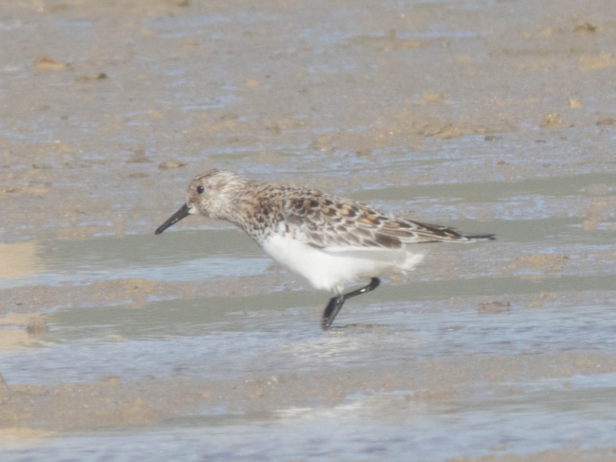 Bécasseau sanderling - ML620376705