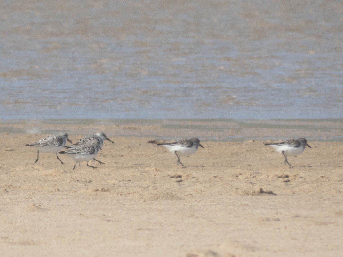 Bécasseau sanderling - ML620376706