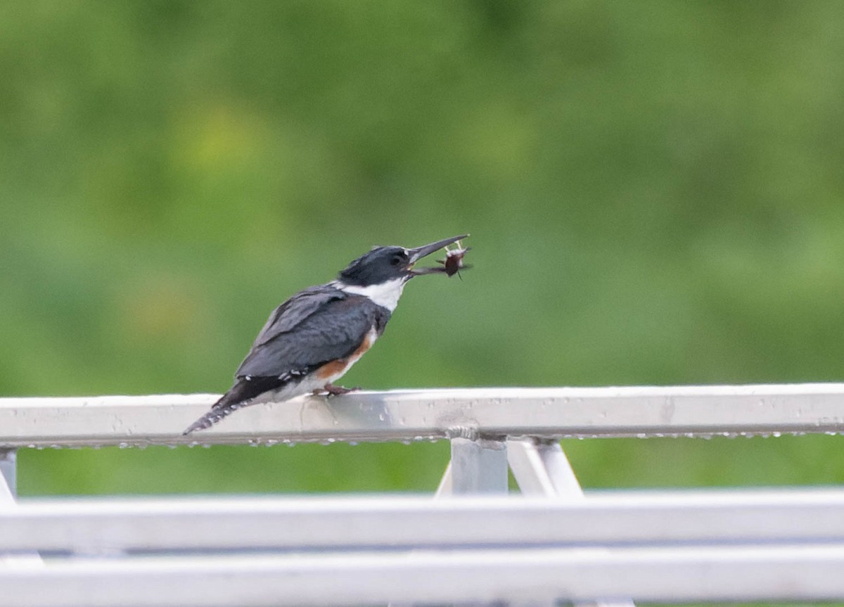 Belted Kingfisher - ML620376715