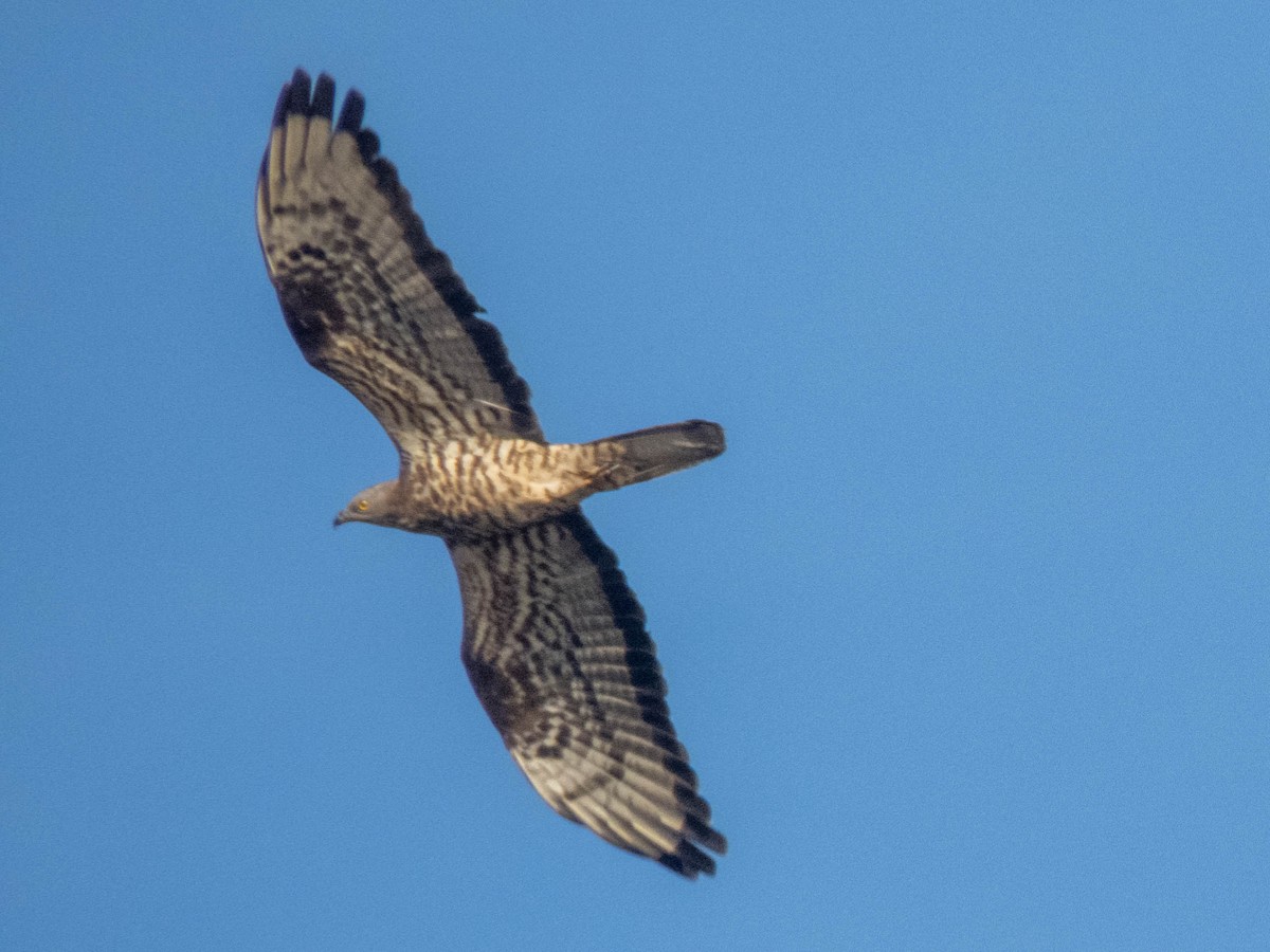 European Honey-buzzard - ML620376722