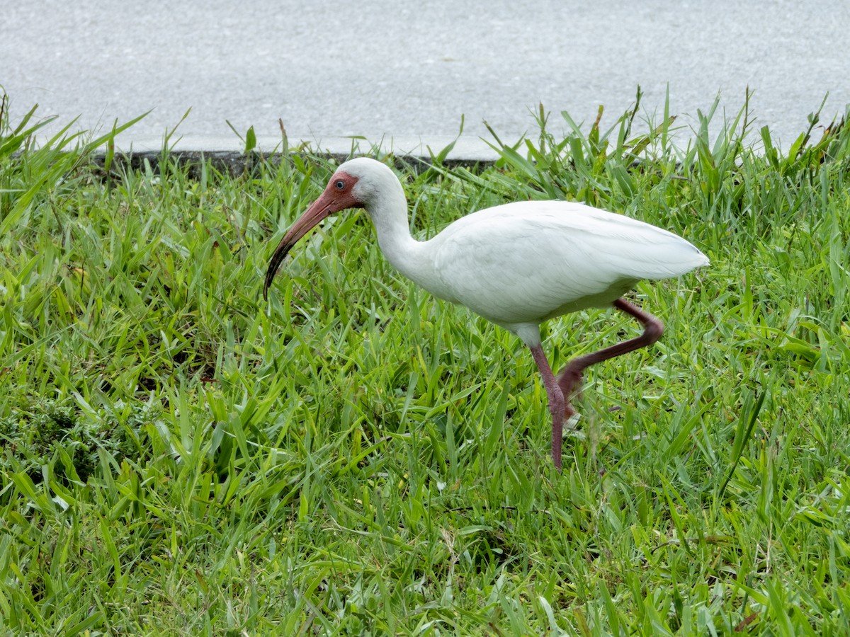 ibis bílý - ML620376724