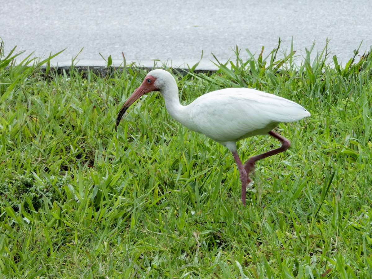 Ibis blanc - ML620376724