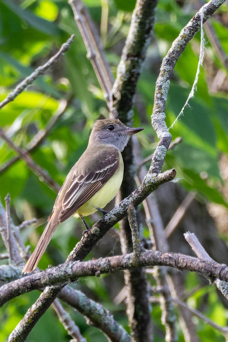 Great Crested Flycatcher - ML620376731