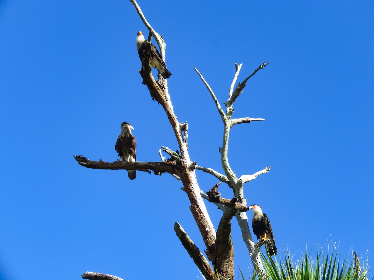 Caracara huppé - ML620376733