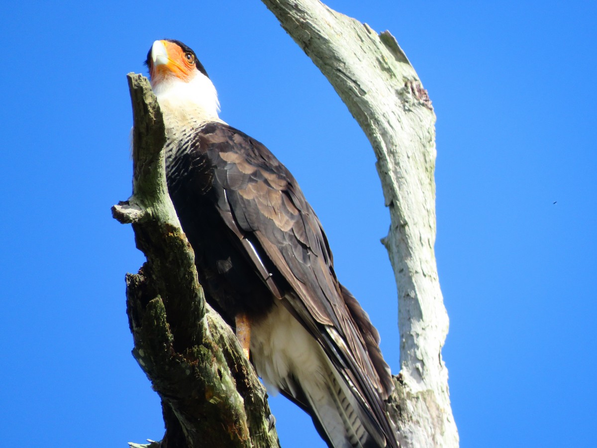 Caracara huppé - ML620376741