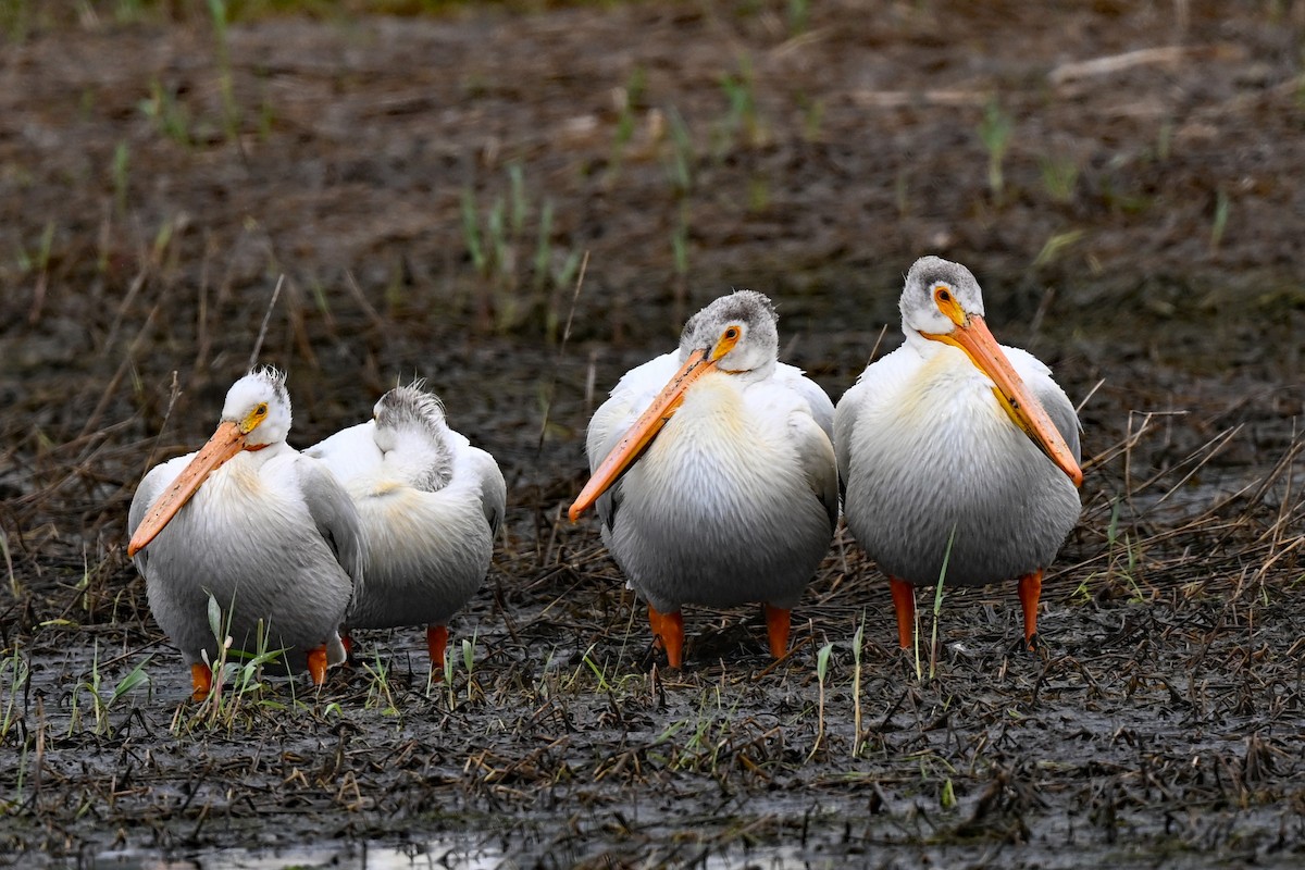 American White Pelican - ML620376744