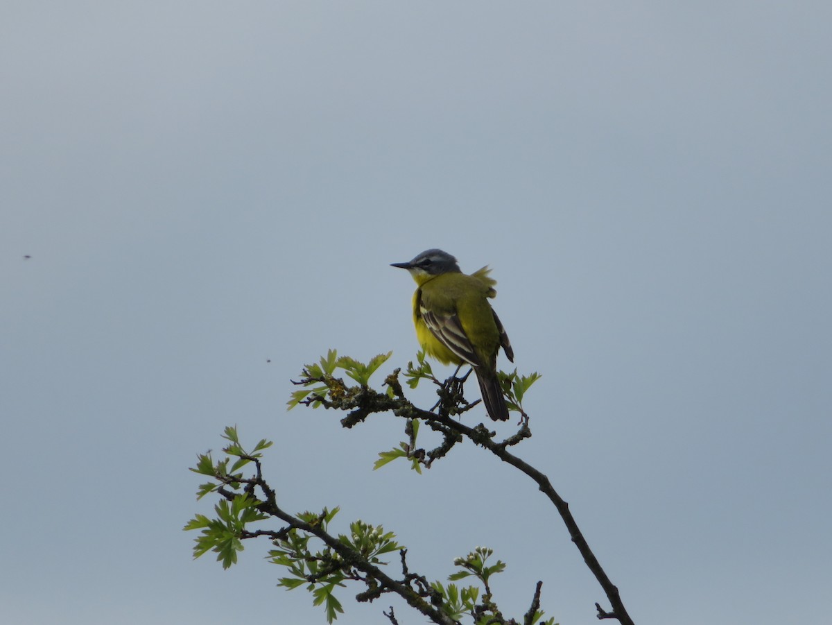 Western Yellow Wagtail - ML620376756