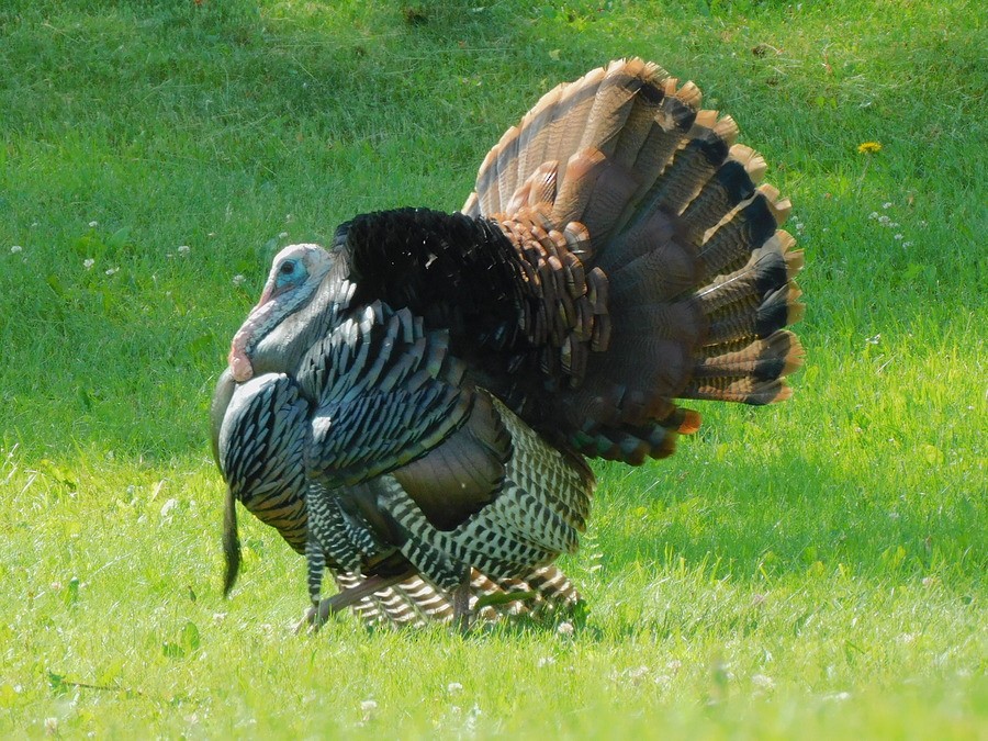 Wild Turkey - ML620376761