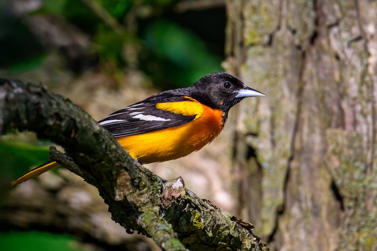 Baltimore Oriole - ML620376785